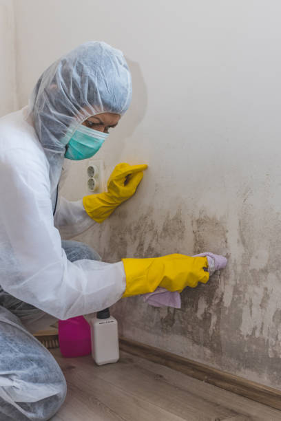 Best Forensic Mold Investigation  in Haubstadt, IN