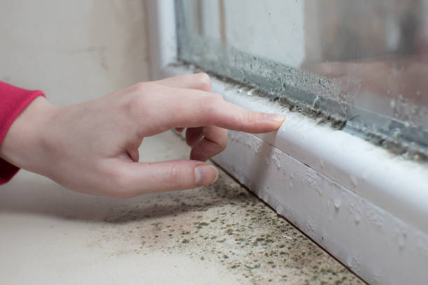 Best Post-Remediation Verification Testing  in Haubstadt, IN