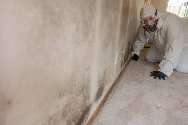 Best Crawl Space Mold Remediation  in Haubstadt, IN